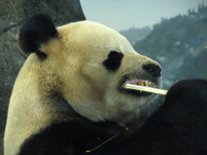 panda-dentiste